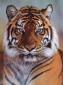 tigermania's picture